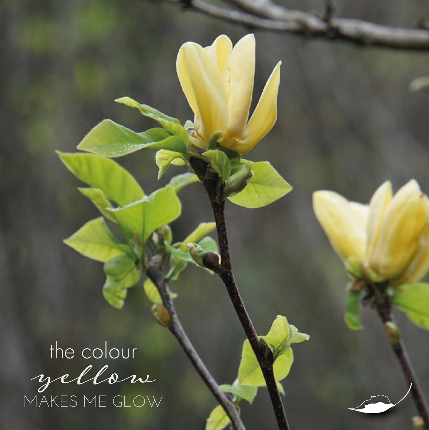 &lsquo;The colour yellow makes me glow&rsquo; - Rumi. 
Our yellow magnolias are starting to bloom and we cannot get over their beauty.
.
.
#makarangamoments