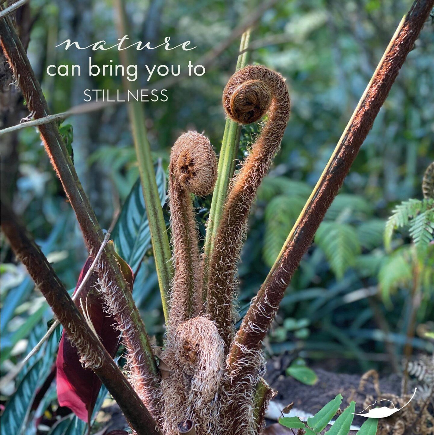 &ldquo;Nature can bring you to stillness, that is its gift to you.&rdquo; - Eckhart Tolle
.
.
#makarangamoments