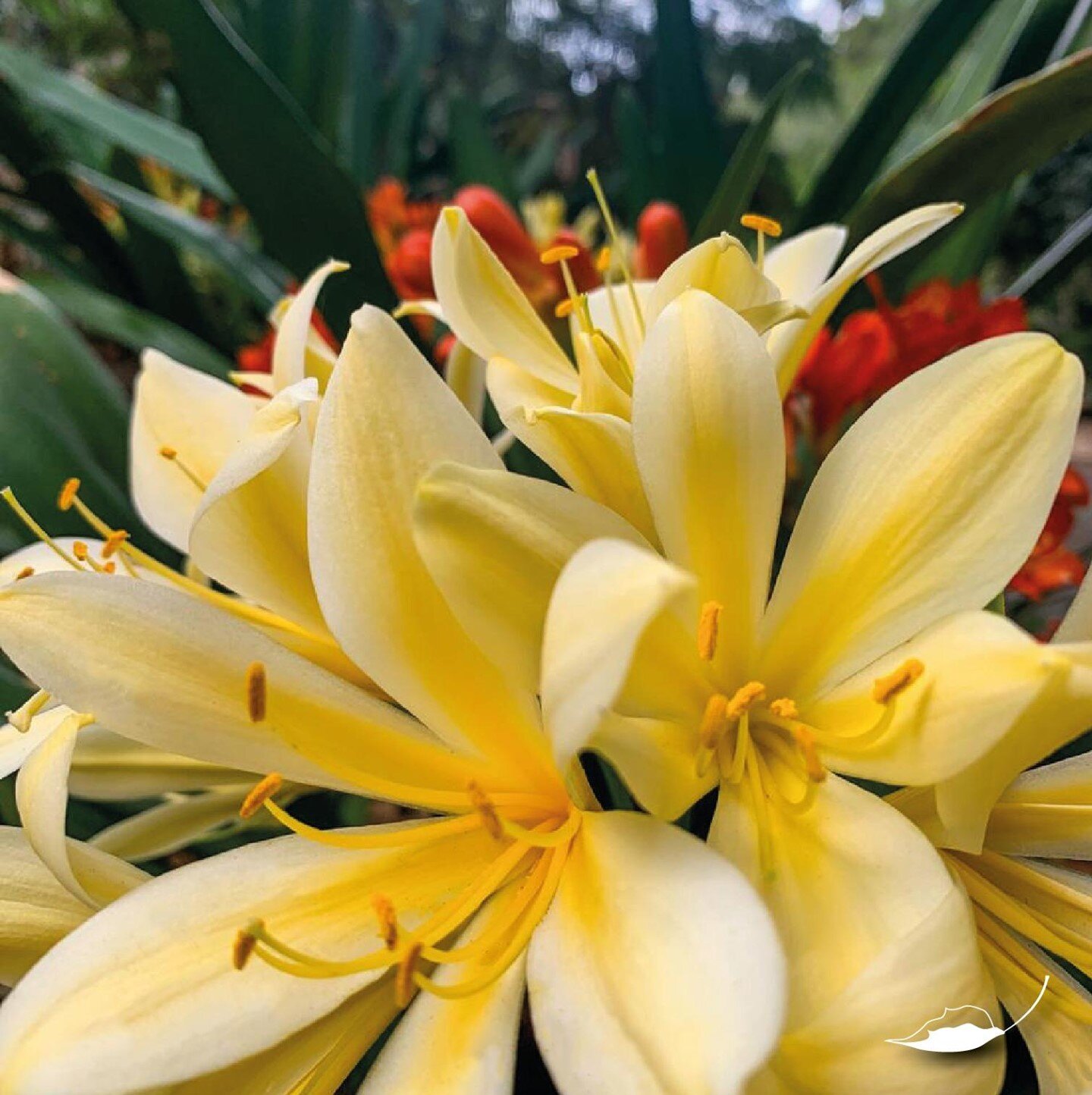 Clivia make us smile. Even in this weather. 🙂
Clivia miniata, the Natal lily or bush lily, is a species of flowering plant in the genus Clivia of the family Amaryllidaceae, native to woodland habitats in South Africa.
.
.
#makarangamoments